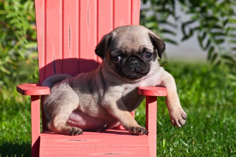 Cuccioli carlino