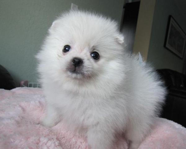 Cuccioli di Volpino Pomerania