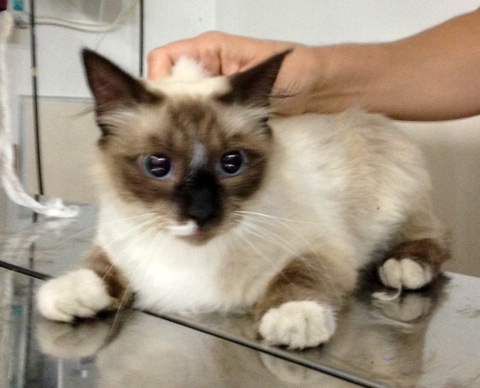 Babette, micia incrocio siamese a pelo semilungo