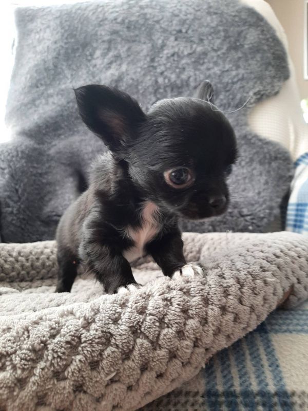 Chihuahua cuccioli introvabili cuccioli di Chihuahua intelligenti E-MAIL  (marieiris783@gmail.com)