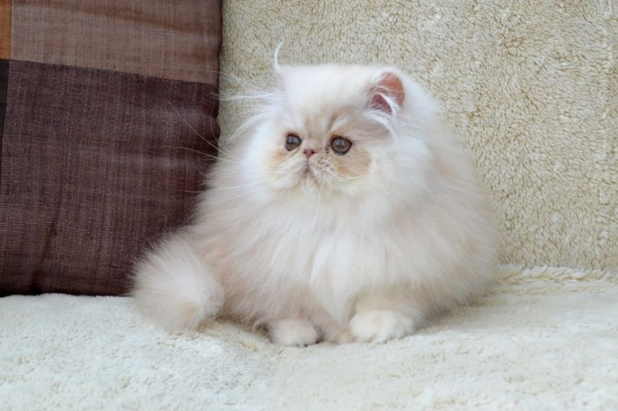   Belle gattini persiano