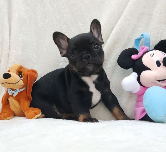 Regalo Bulldog Francese cucciolata Disponiamo di una cucciolata di Bulldog Francese ; i cuccioli ver