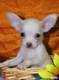 STUPENDI CUCCIOLI DI CHIHUAHUA