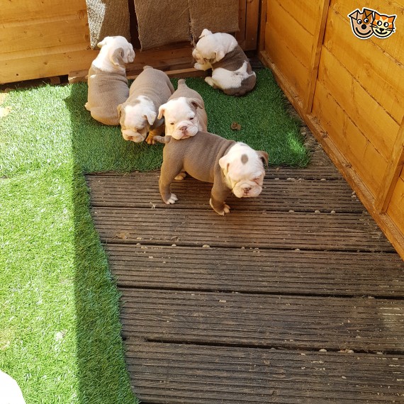 Regalo Bulldog inglese cuccioli disponibili