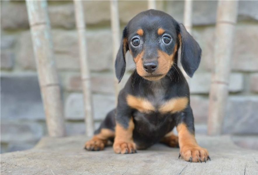 Regalo Cuccioli di bassotti in pronta consegna i cuccioli verranno Dato dopo 90 giorni dalla nascita