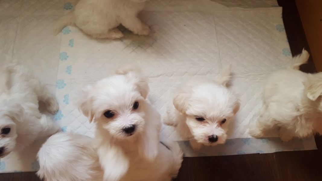  Cuccioli maltese mini toy con pedigree 