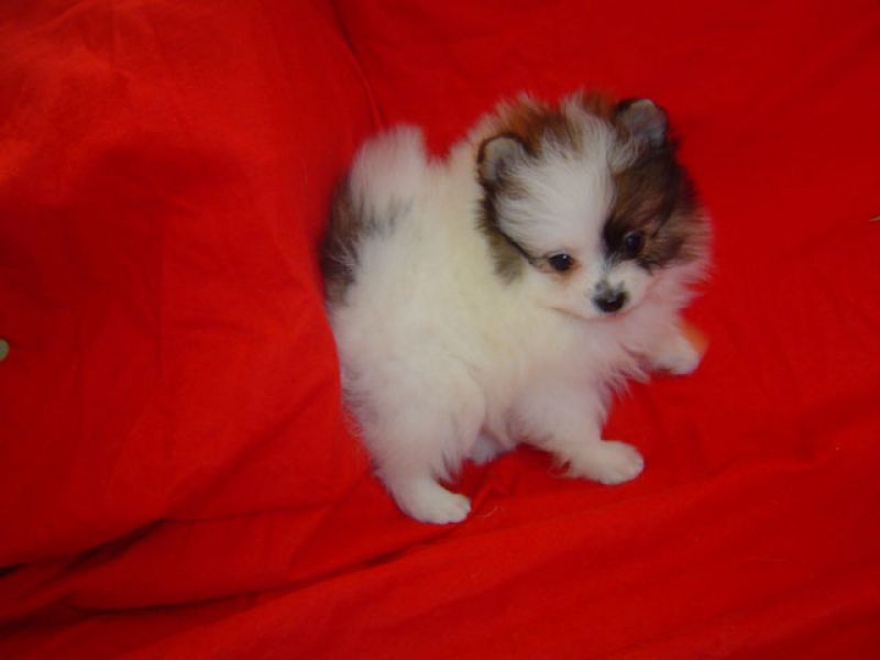 Spitz tedesco nano - pomeranian (160 euro)