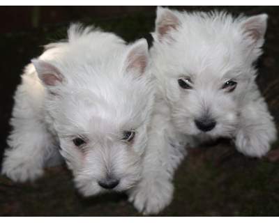 West Highland Terrier cuccioli