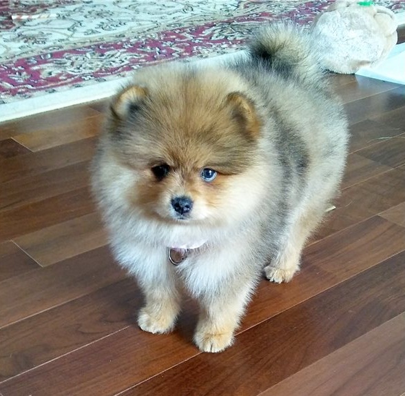 Regalo Cuccioli di volpino di pomerania Pomerania maschi e femmine, vaccinati sverminati e con micro