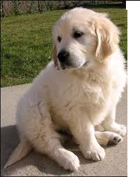 Adorabili cuccioli di golden retriever femminucce e maschietti disponibili per l'adozione gratuita i