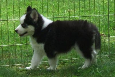 Splendidi cuccioli di siberian husky