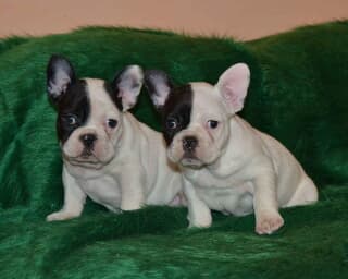 Bulldog francese