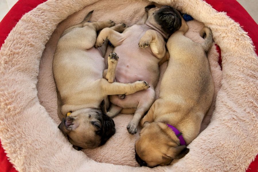  cuccioli di carlino  ( per regalo )