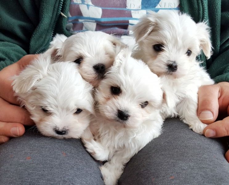 Maltese cuccioli in regalo
