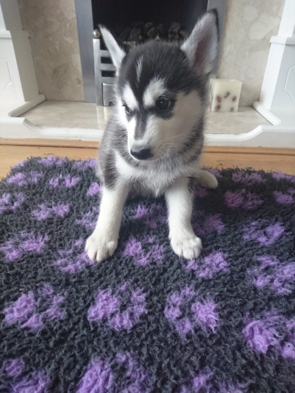 Regalo Siberian Husky cuccioli, maschio e femmina
