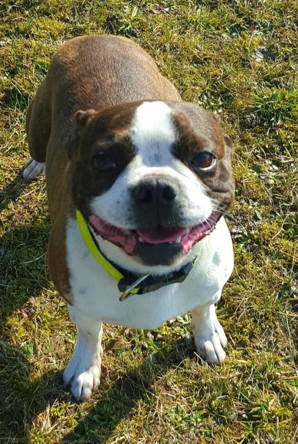   regalo cuccioli di boston terrier  disponibili per l'adozione