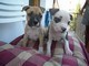 American Staffordshire Terrier Disponibili   American Staffordshire Terrier Disponibili