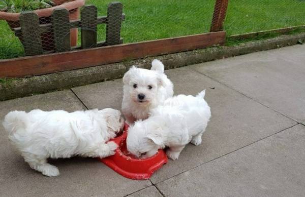 Cucciolo di Maltese