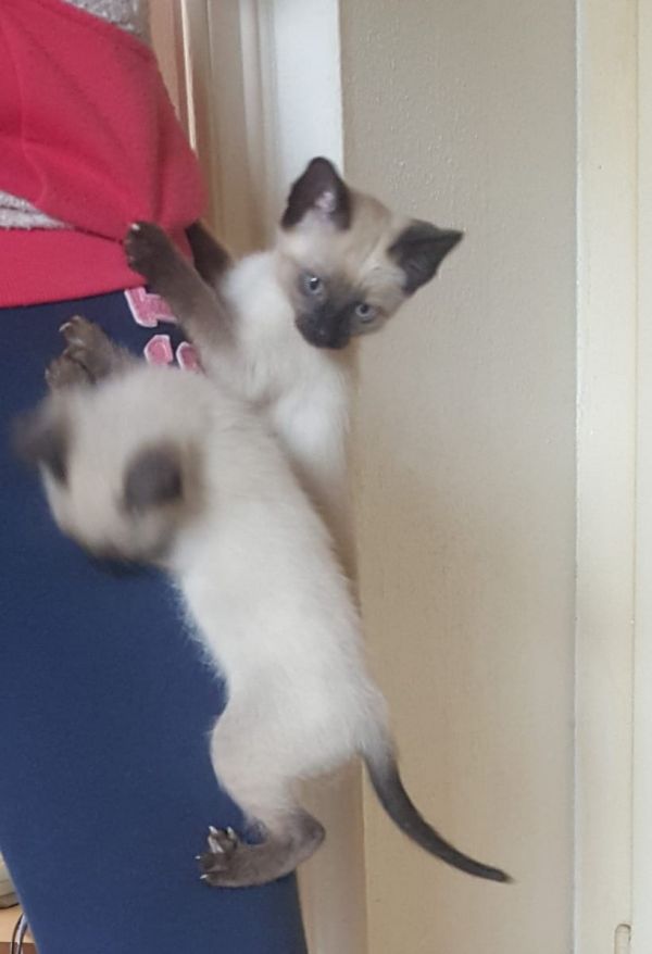  regalo siamese gattini  disponibili per l'adozione