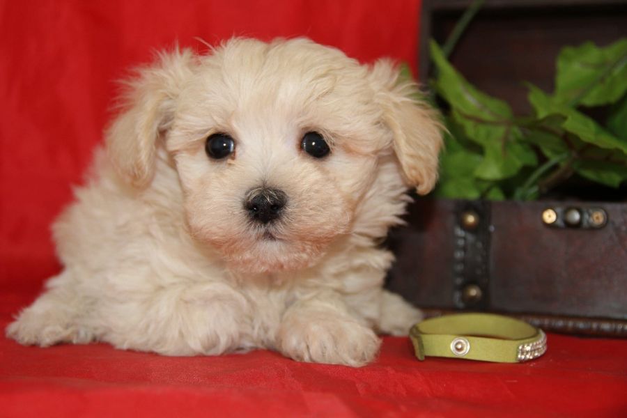 Cuccioli di micro maltese  ( per regalo )