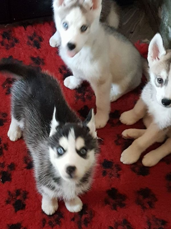 Adorabili cuccioli di Siberian Husky maschi e femmine in vendita