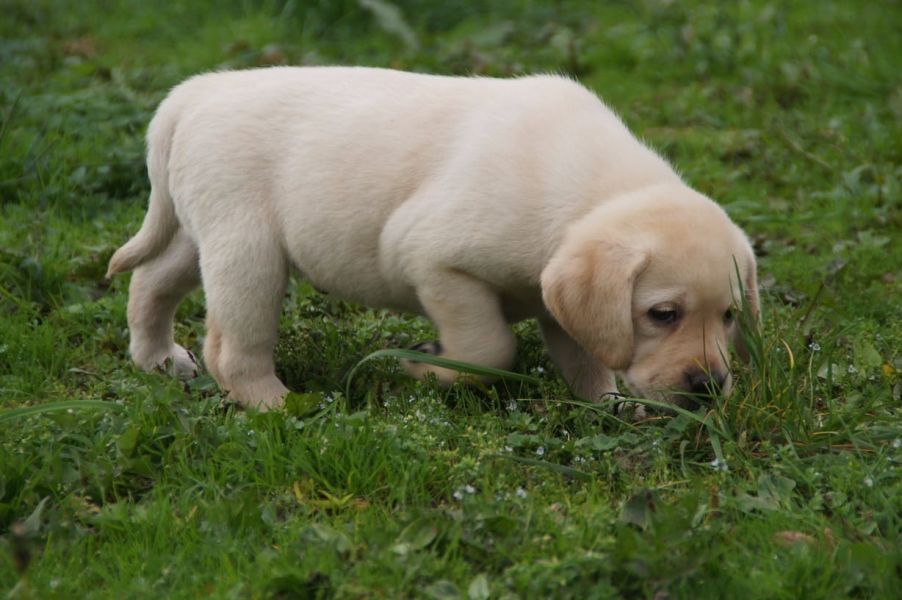  cuccioli di labrador  ( per regalo )