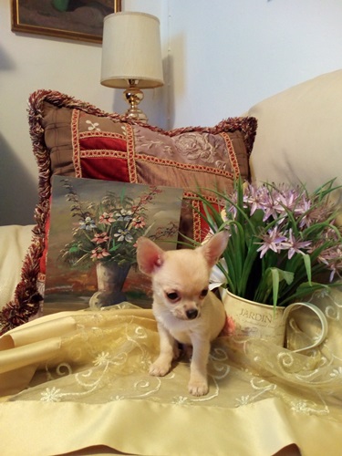 Chihuahua stupendi meravigliosi cuccioli privato vende