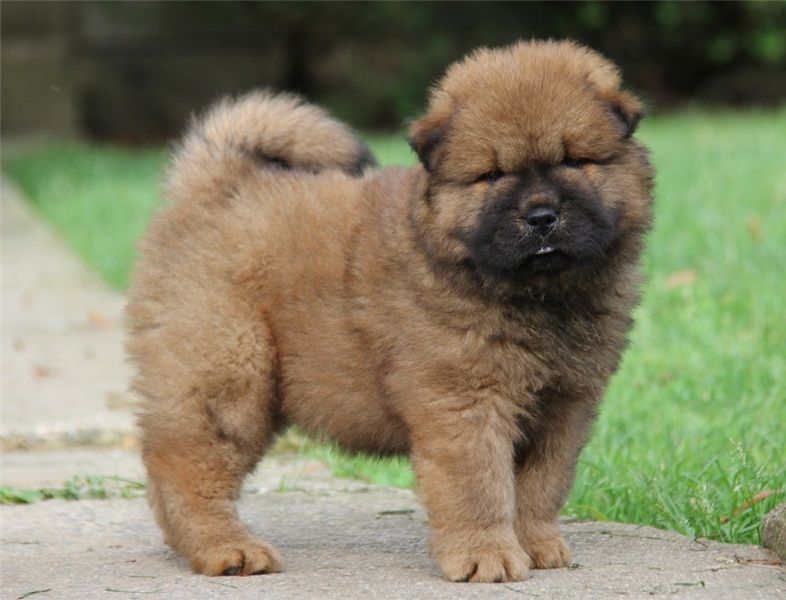  Regalo abbiamo cuccioli di Chow Chow