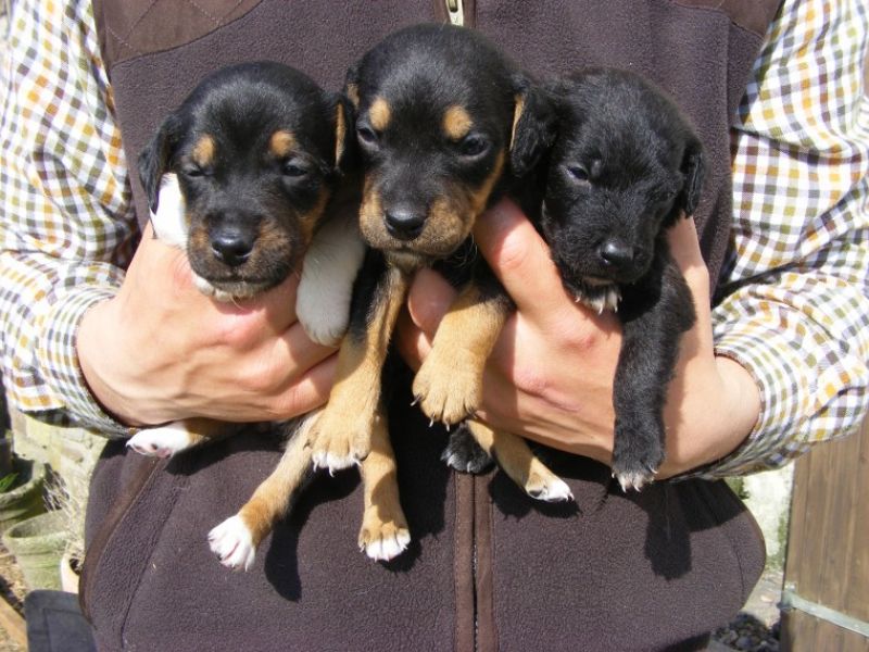 Regalo Cuccioli di patterdale