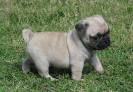Adorabili cuccioli di dolce carlino femminucce e maschietti 
