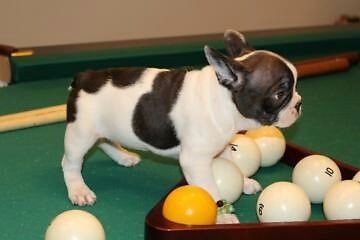 Bulldog Francese