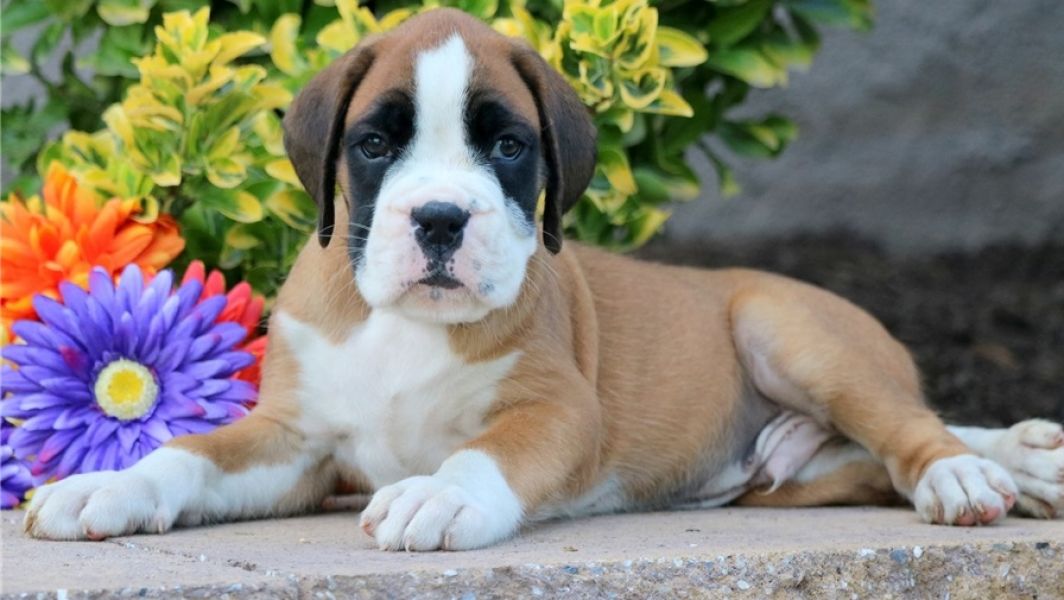 Maschio Straordinaria e Cuccioli Boxer Femmina