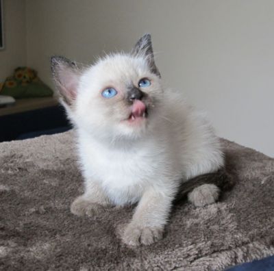 Cuccioli Thai (Siamese tradizionale)