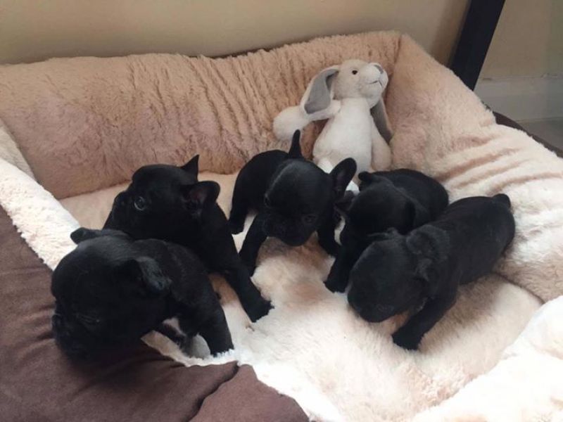 Adorabili cuccioli di Bulldog Francese femminucce e maschietti disponibili per l'adozione