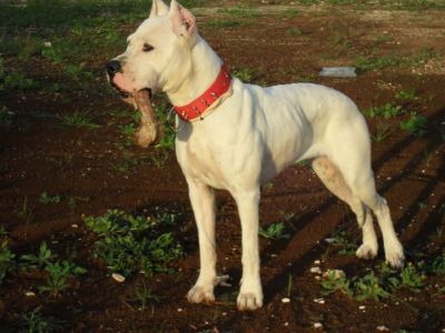 Cuccioli Dogo argentino  alta tipicita    (astenersi perdi tempo!)