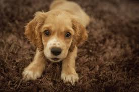 Adorabili Cuccioli Cocker Spaniel