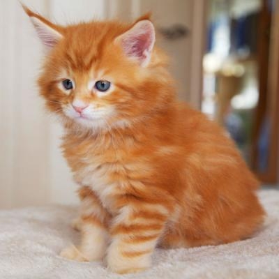 Maine coon gattino tipo
