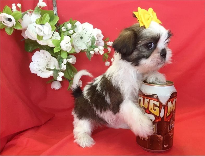 Regalo Cuccioli di Shih Tzu  in pronta consegna
