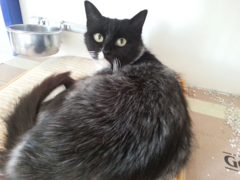 Fluffi
