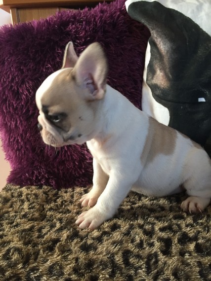 Regalo Cuccioli di Cane a Bulldog Francese