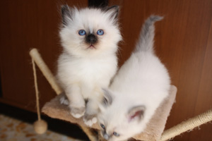 cuccioli sacri di birmania