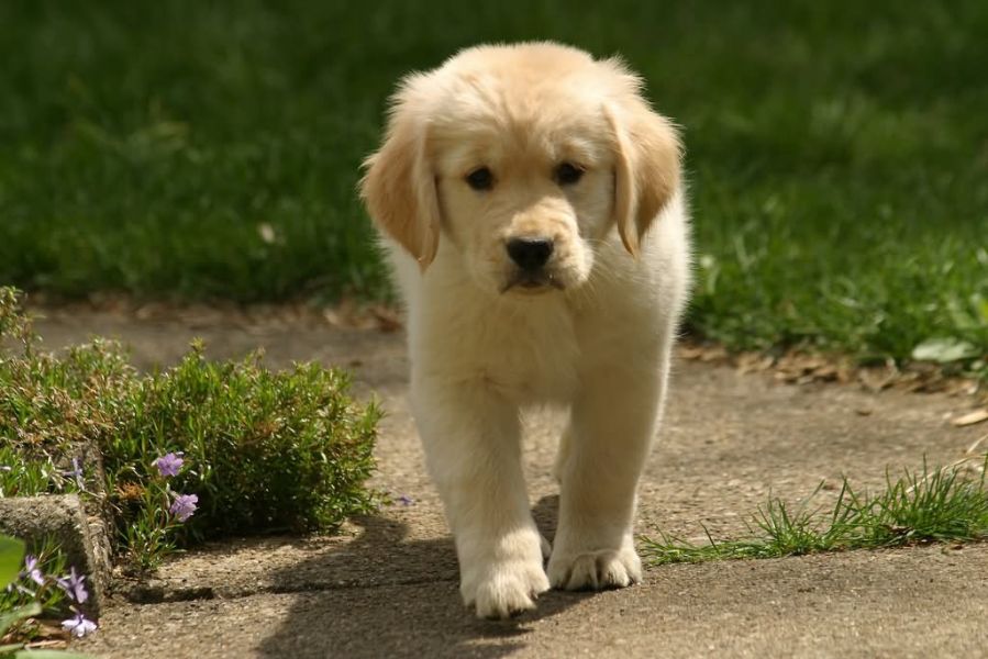 Golden Retriever Maschio e Femmina Cuccioli