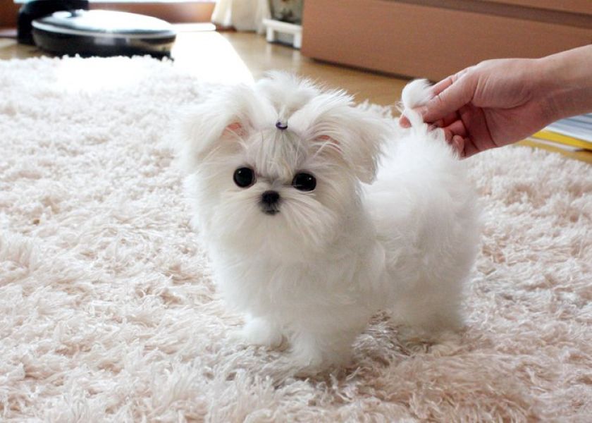 Regalo Cuccioli maltesi maschio e femmina disponibili ,