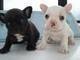 Bellissimo bulldog francese
