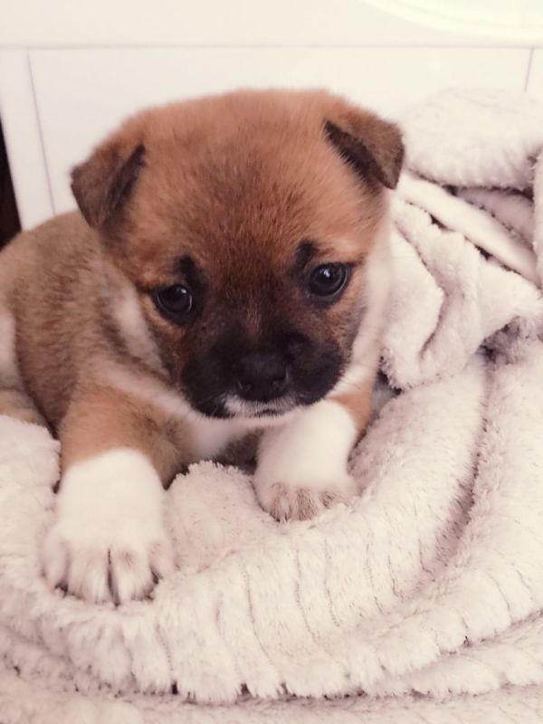 Cuccioli di shiba-inu  ( per regalo )