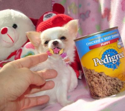Due adorabile chihuahua disponibili
