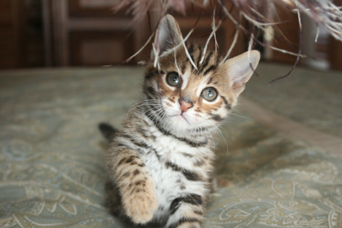 Esotica femmina Bengala gattino