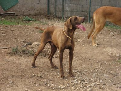 Nando, la storia di un bracco tedesco che cerca adozione del cuore  
