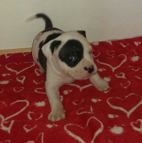   cuccioli di pitbull  per adozione ( maschio e femmina )