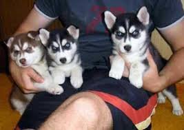  Regalo cuccioli di Siberian Husky